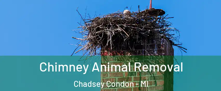 Chimney Animal Removal Chadsey Condon - MI